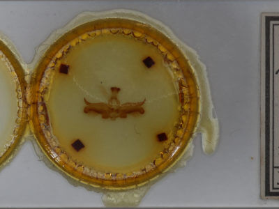 slide view of adult Dasylophia