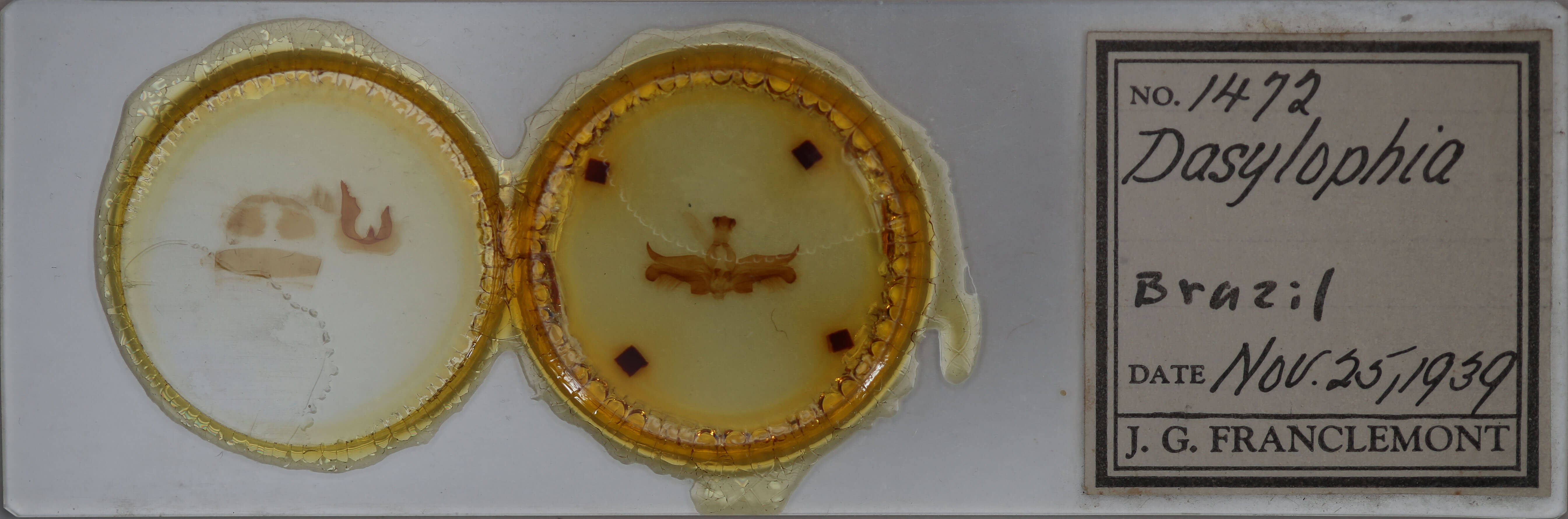 slide view of adult Dasylophia