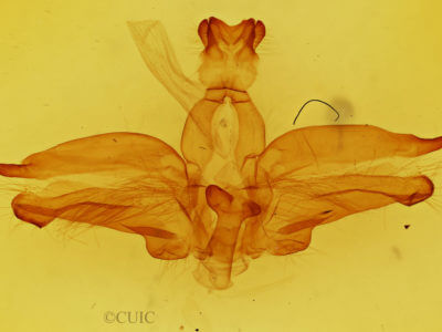 genitalia view of adult Dasylophia