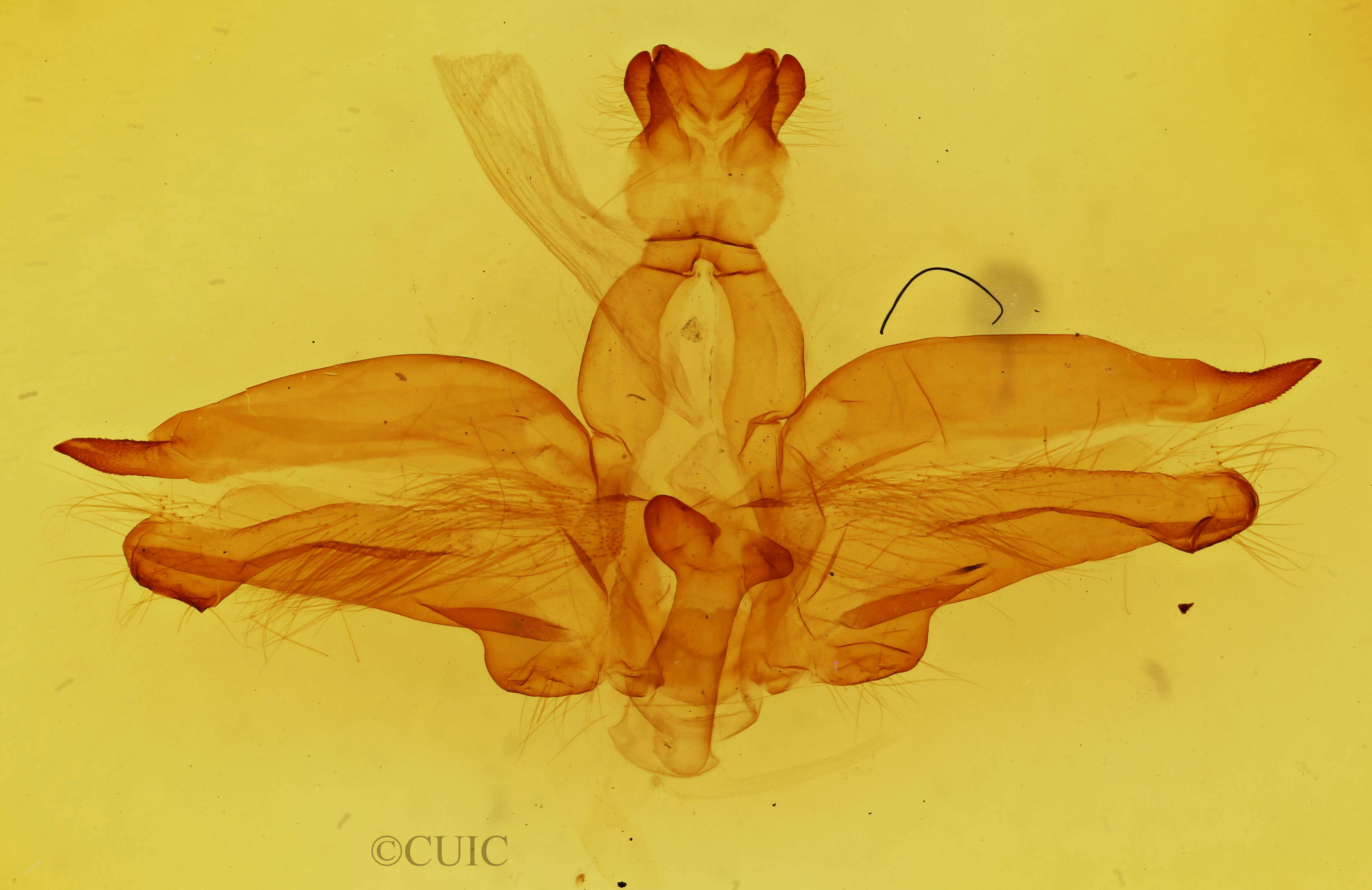 genitalia view of adult Dasylophia