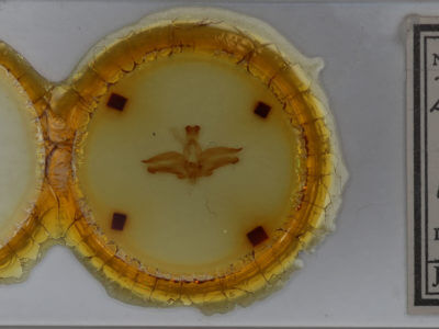 slide view of adult Dasylophia