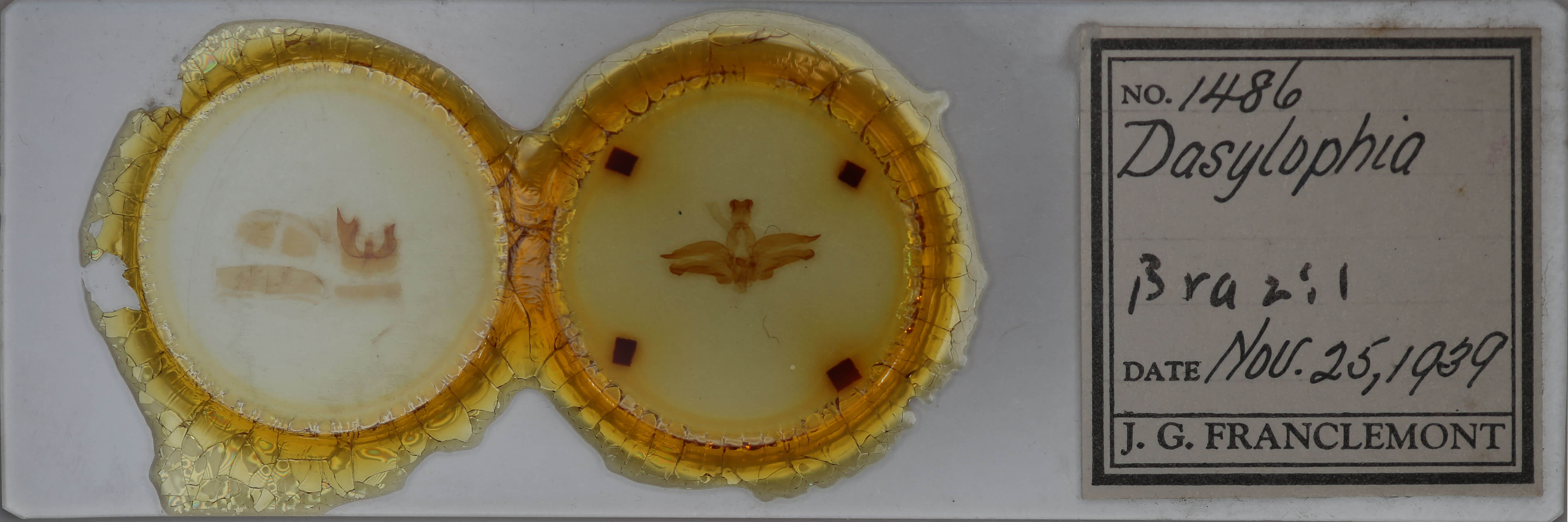 slide view of adult Dasylophia