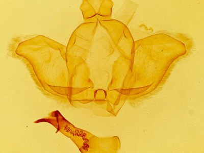 genitalia view of adult Dasylophia abbreviata