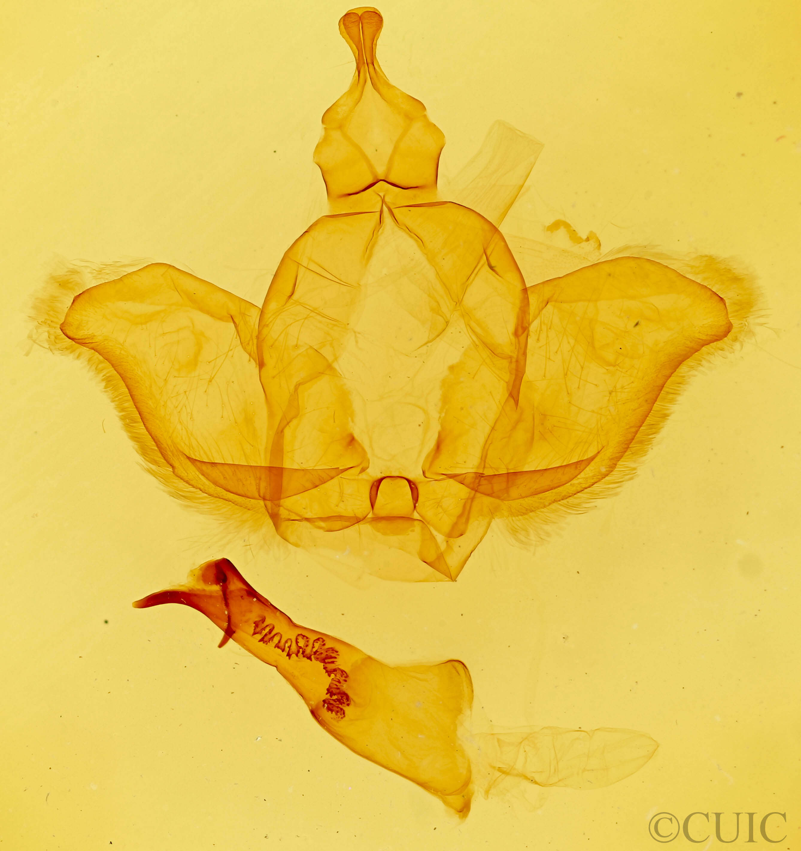 genitalia view of adult Dasylophia abbreviata