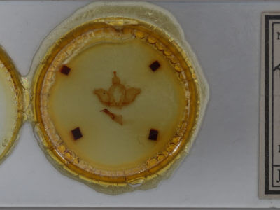 slide view of adult Dasylophia abbreviata