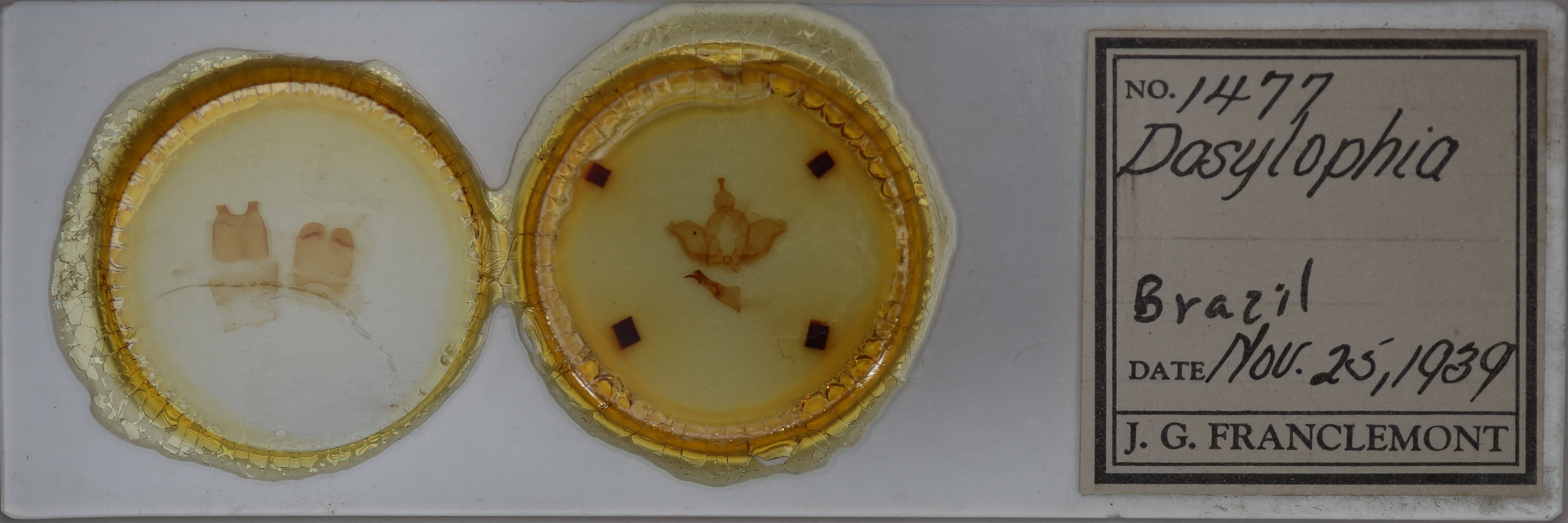 slide view of adult Dasylophia abbreviata