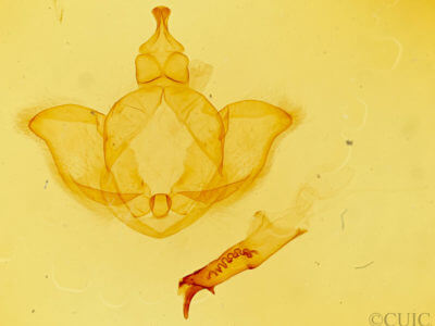 genitalia view of adult Dasylophia abbreviata