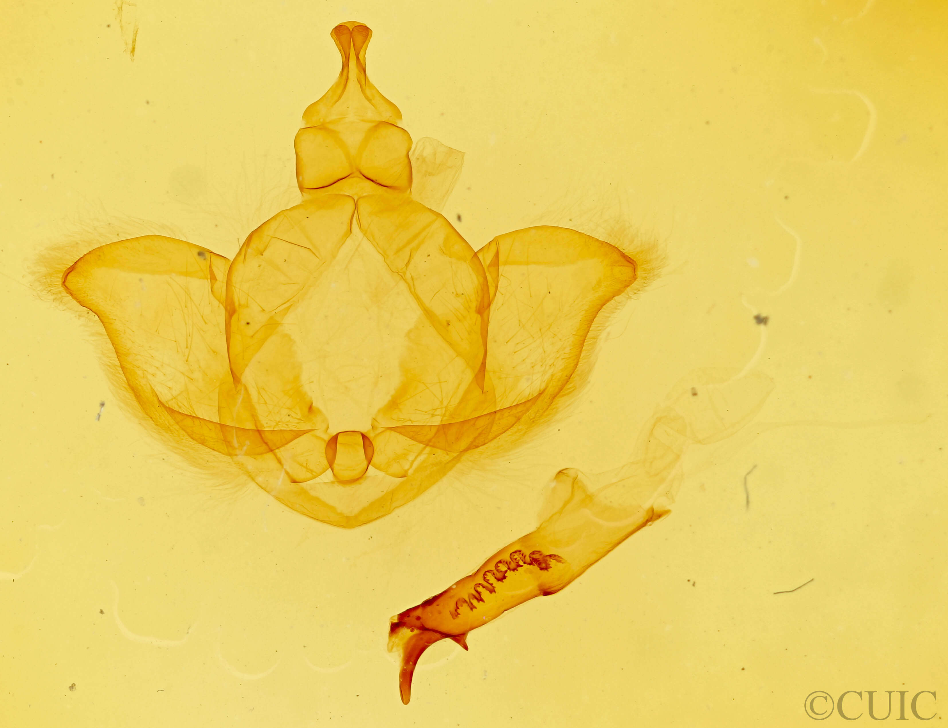 genitalia view of adult Dasylophia abbreviata