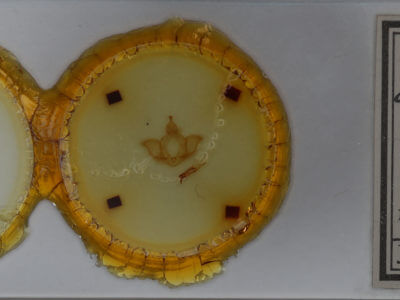 adult Dasylophia abbreviata