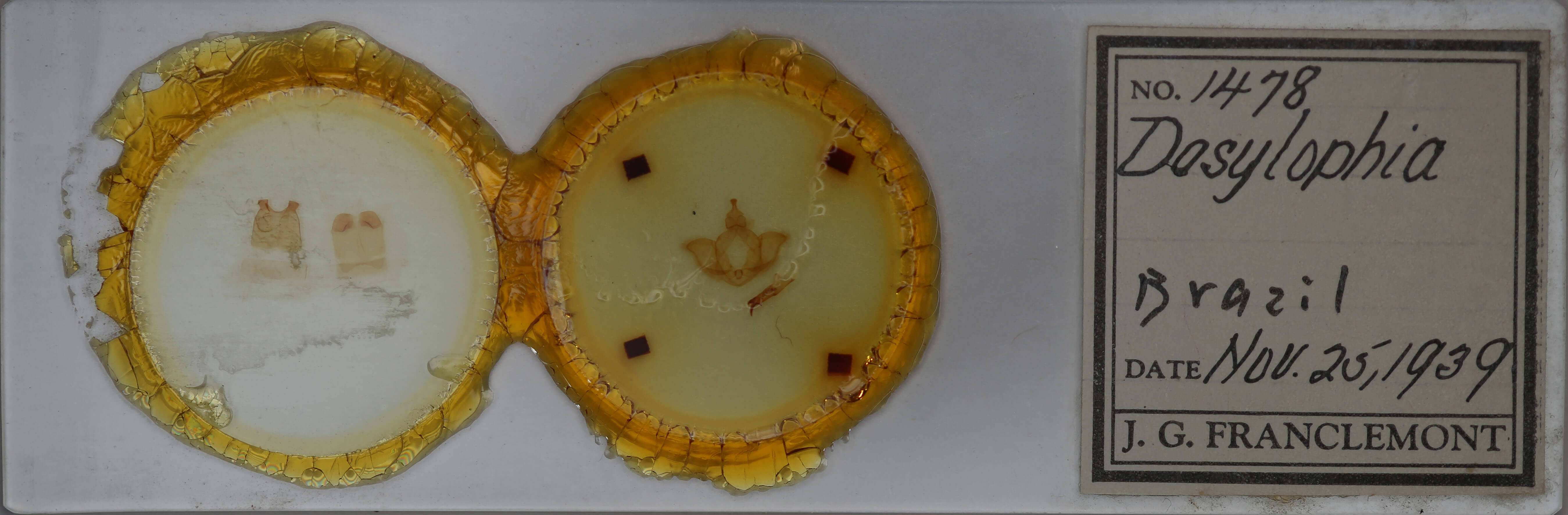 adult Dasylophia abbreviata