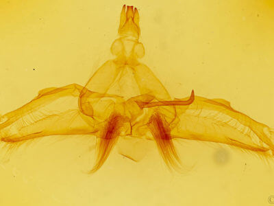 genitalia view of adult Dasylophia guarana