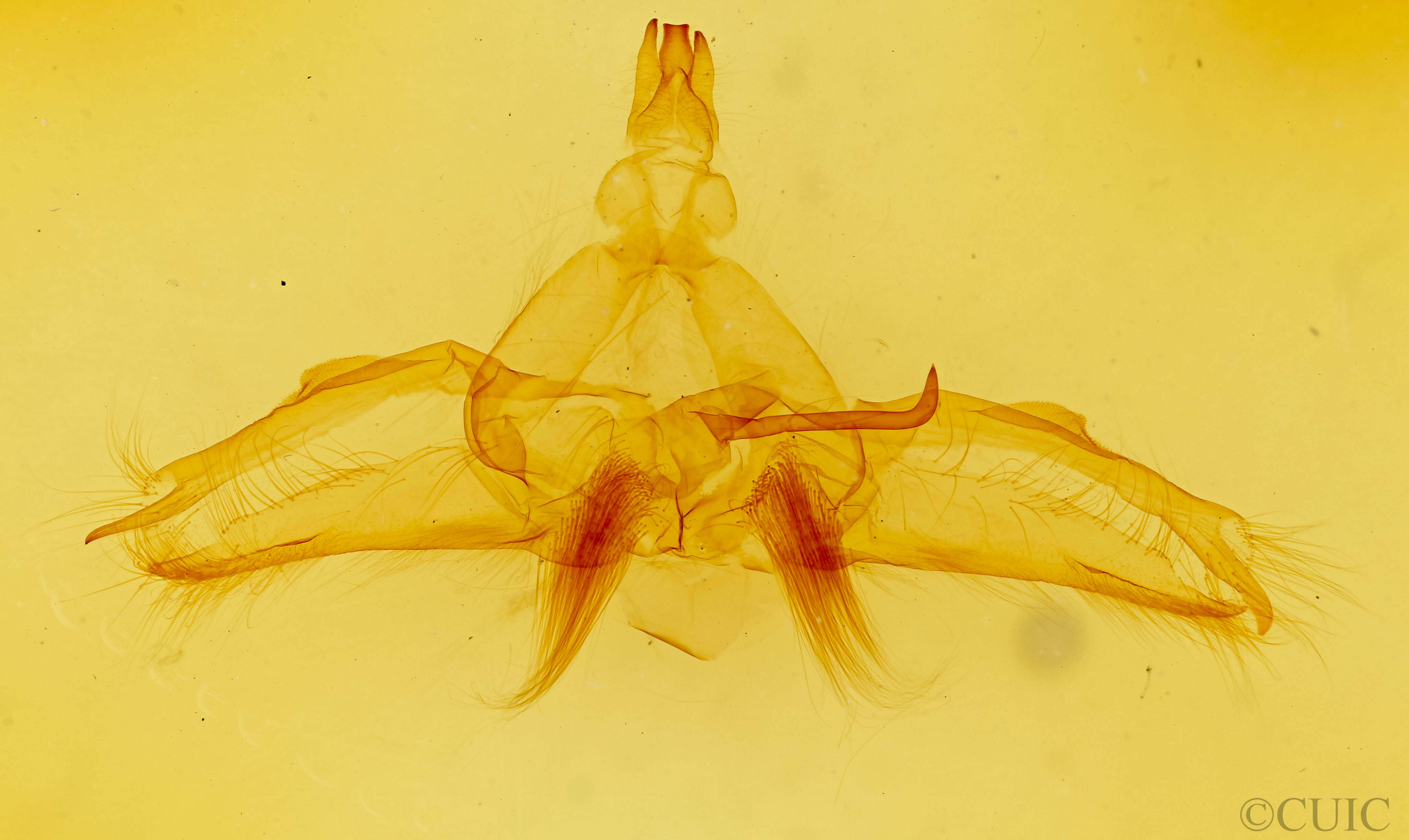 genitalia view of adult Dasylophia guarana