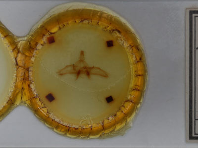 slide view of adult Dasylophia guarana