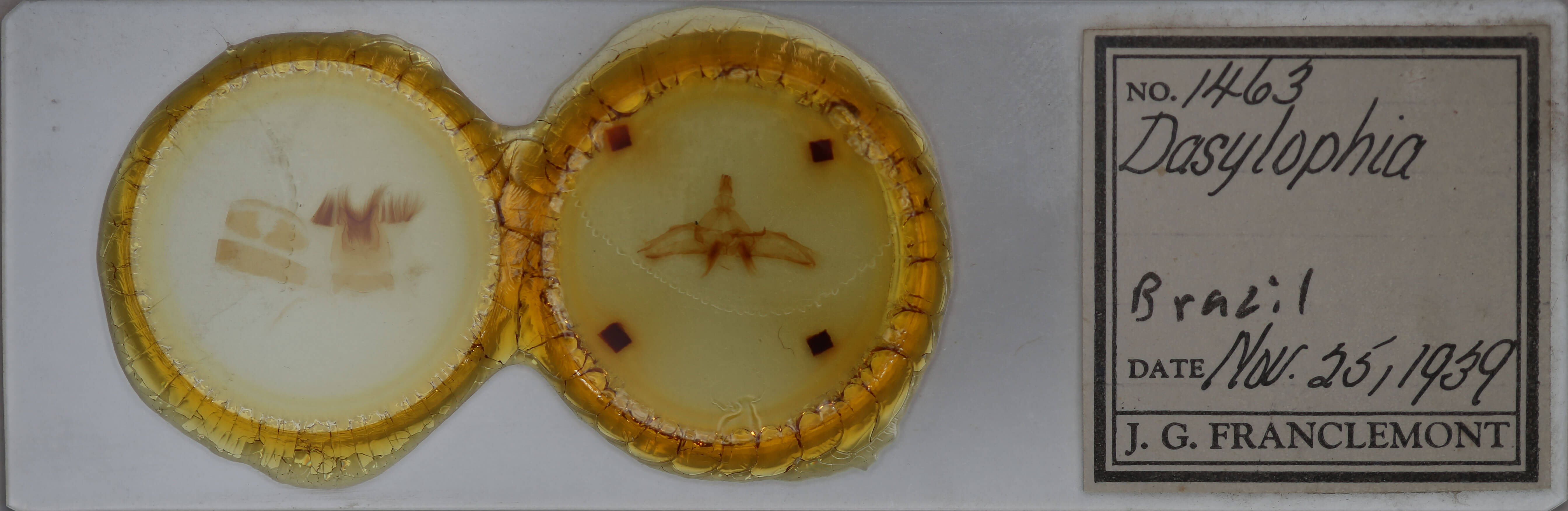 slide view of adult Dasylophia guarana