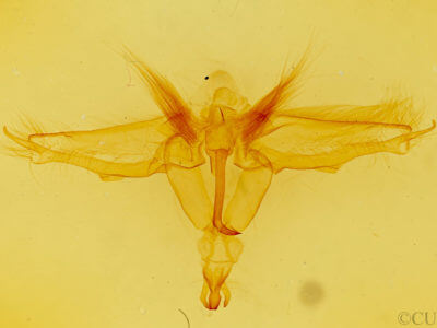 genitalia view of adult Dasylophia guarana