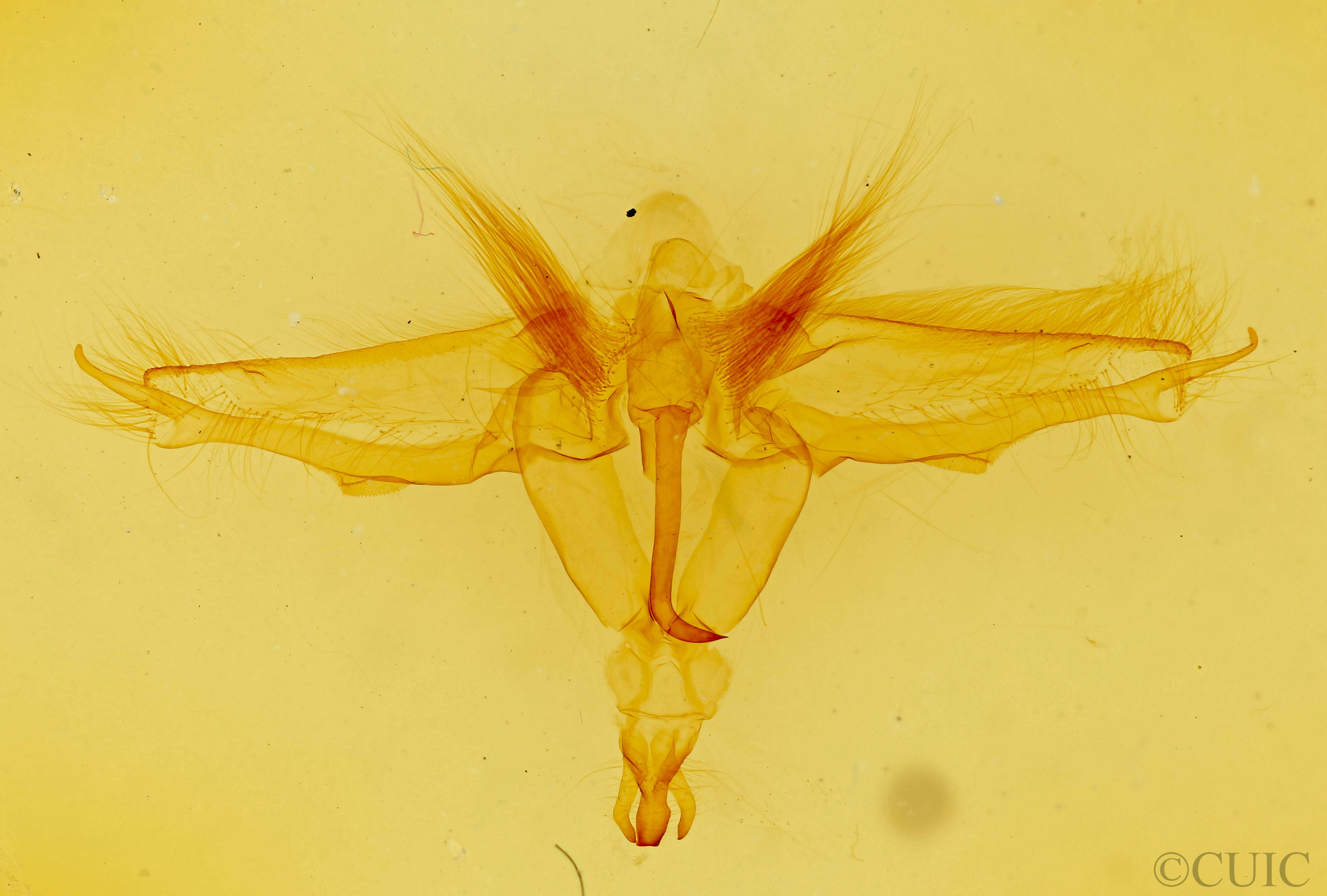 genitalia view of adult Dasylophia guarana