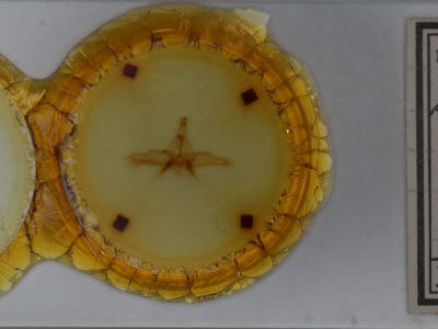 slide view of adult Dasylophia guarana