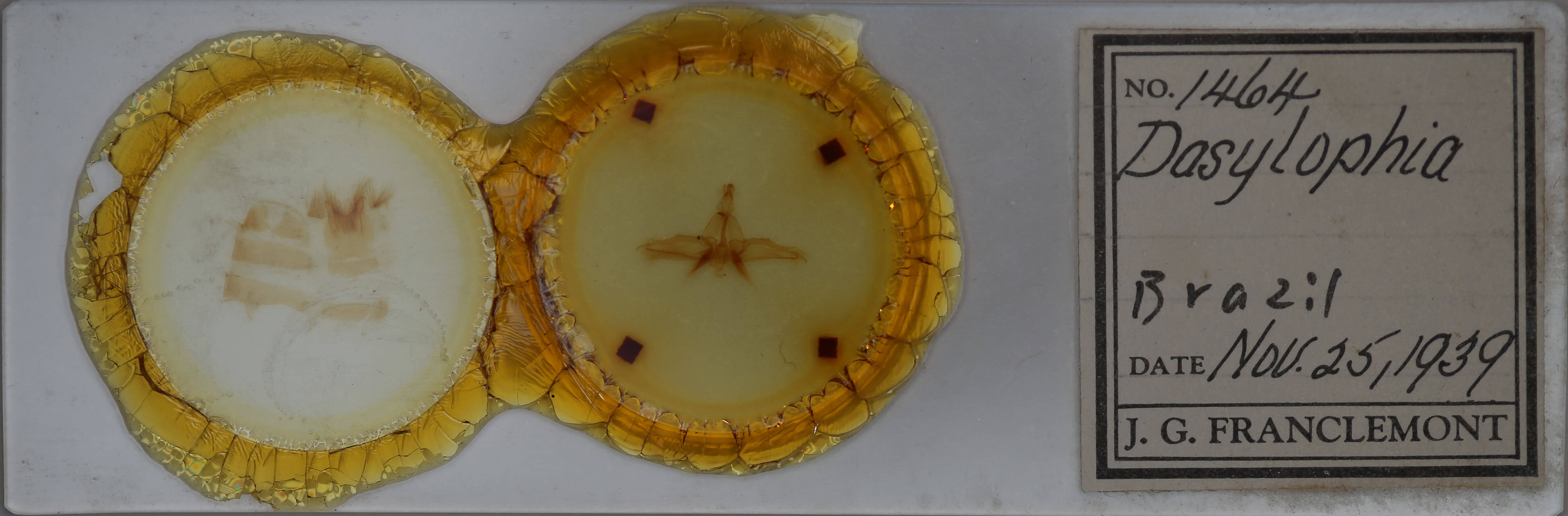 slide view of adult Dasylophia guarana