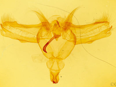 genitalia view of adult Dasylophia guarana