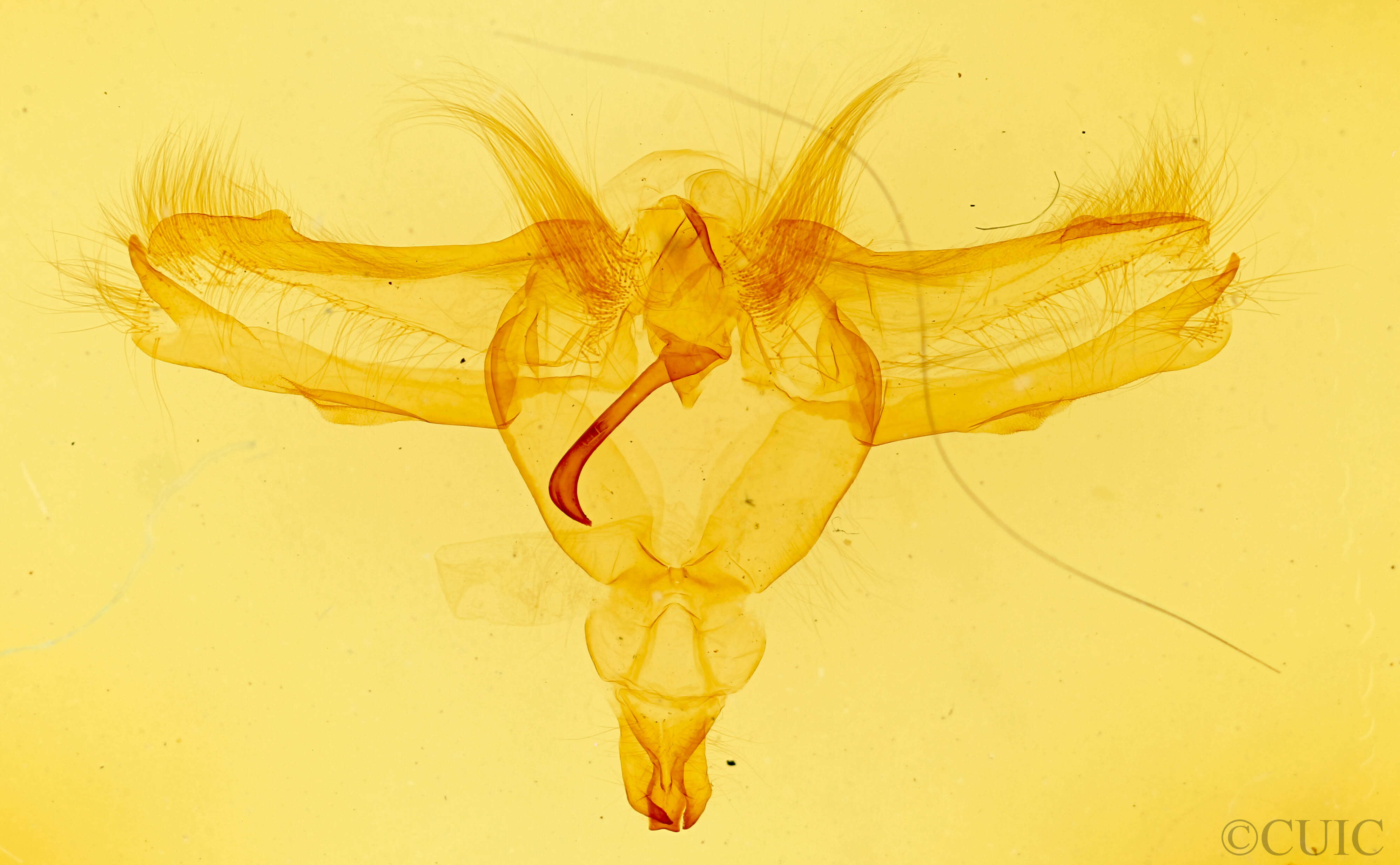 genitalia view of adult Dasylophia guarana