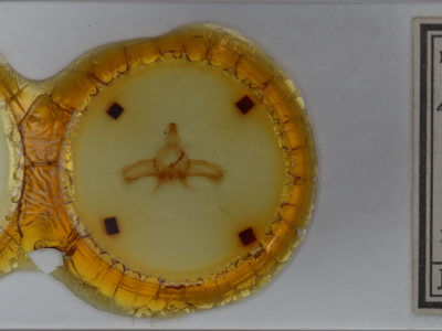 genitalia view of adult Dasylophia guarana