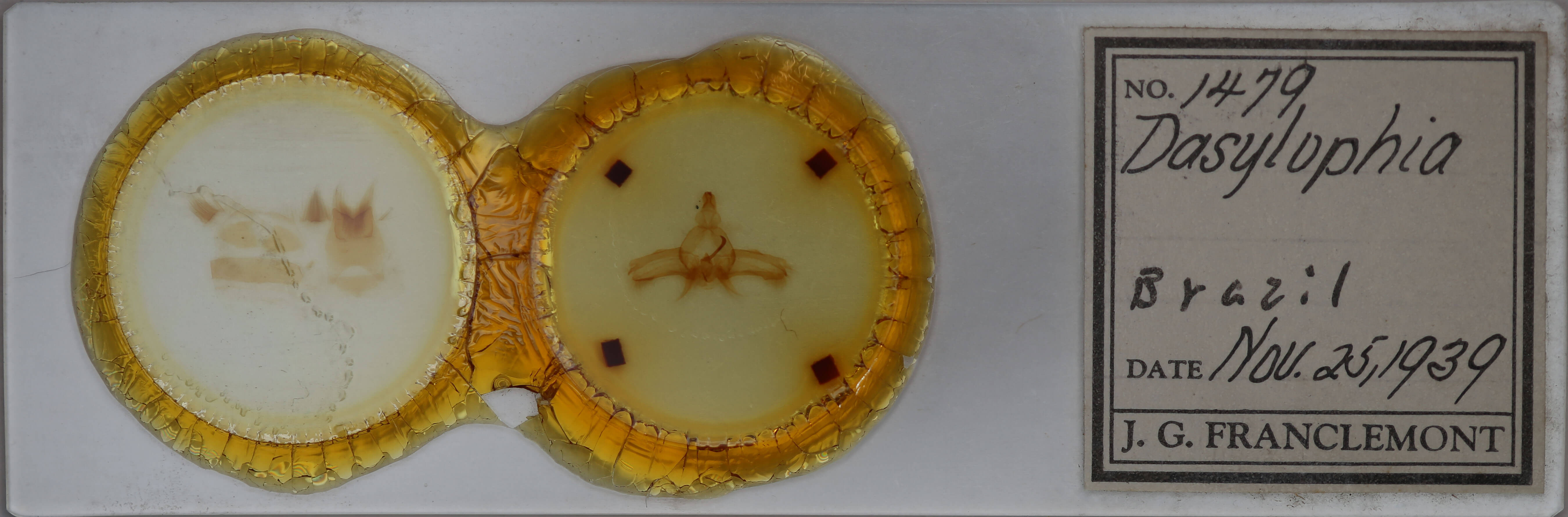 genitalia view of adult Dasylophia guarana