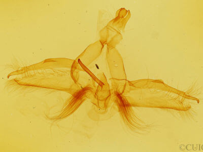 genitalia view of adult Dasylophia guarana