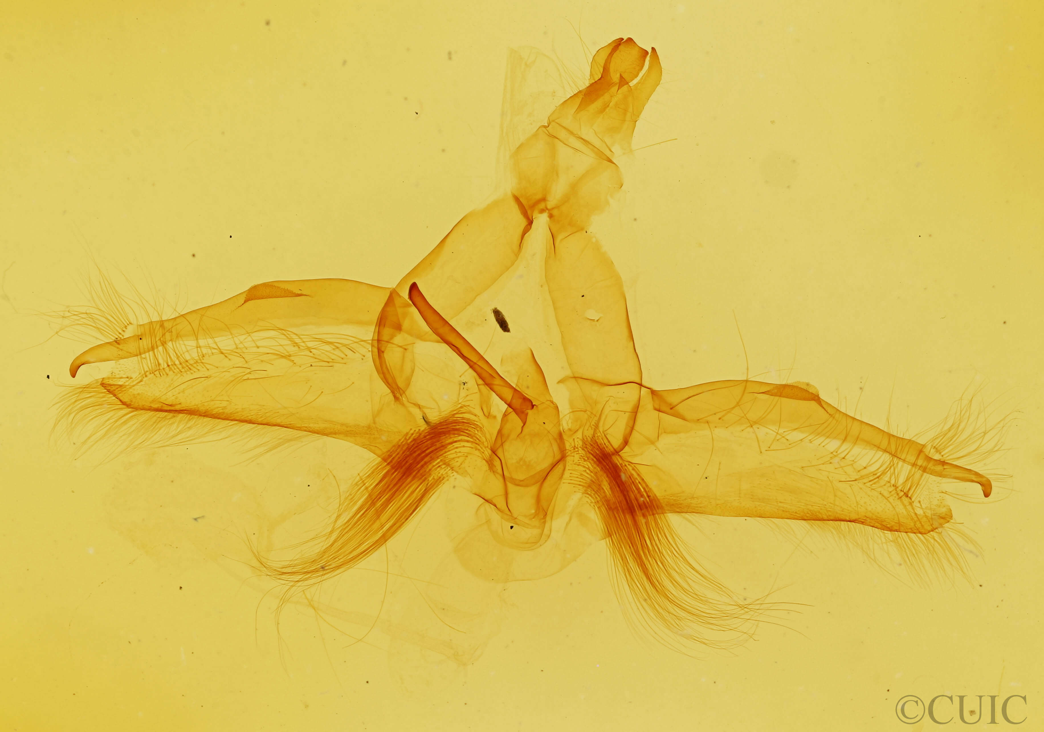 genitalia view of adult Dasylophia guarana