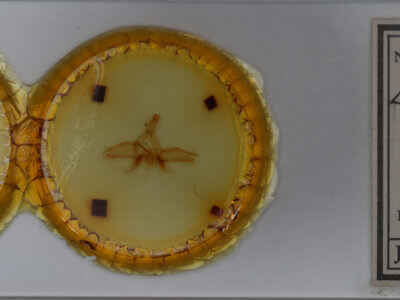 slide view of adult Dasylophia guarana