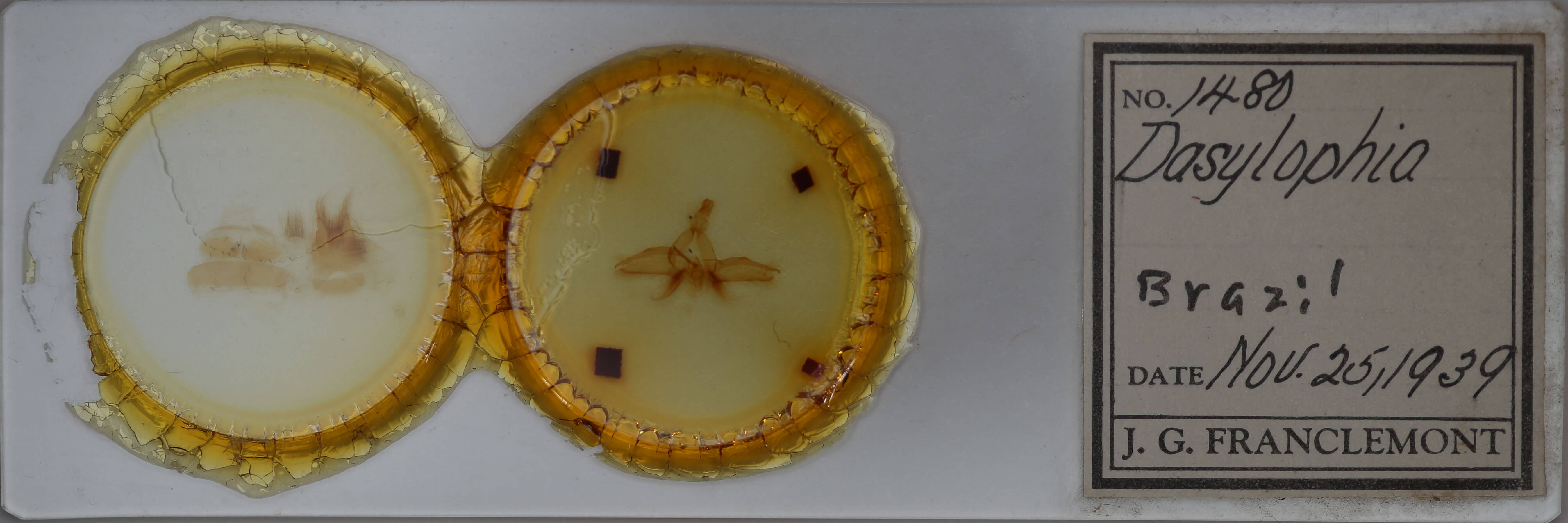 slide view of adult Dasylophia guarana