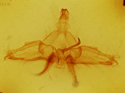 genitalia view of adult Dasylophia guarana