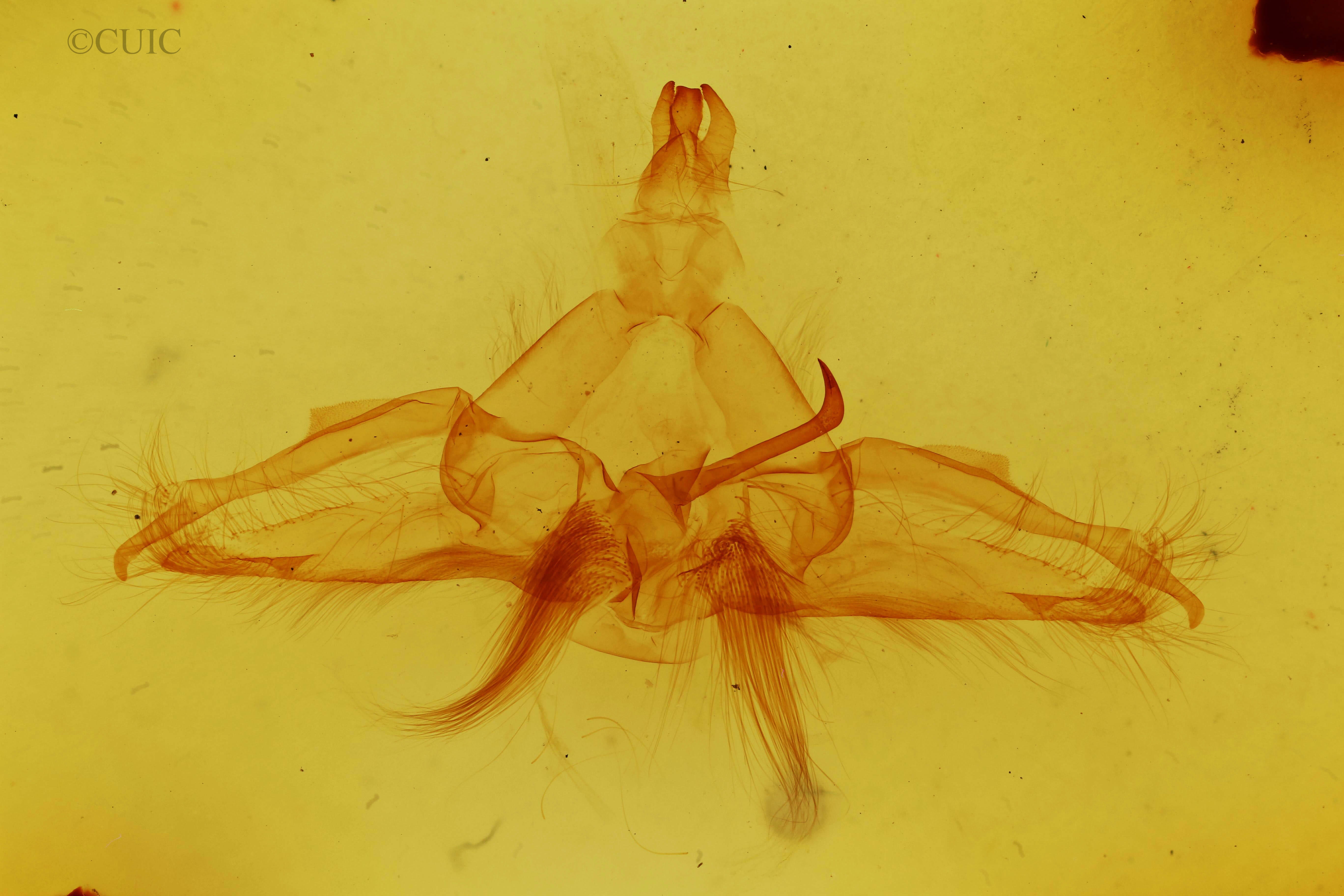 genitalia view of adult Dasylophia guarana