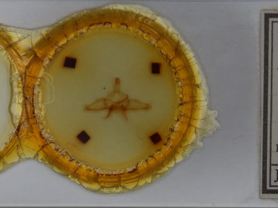 slide view of adult Dasylophia guarana