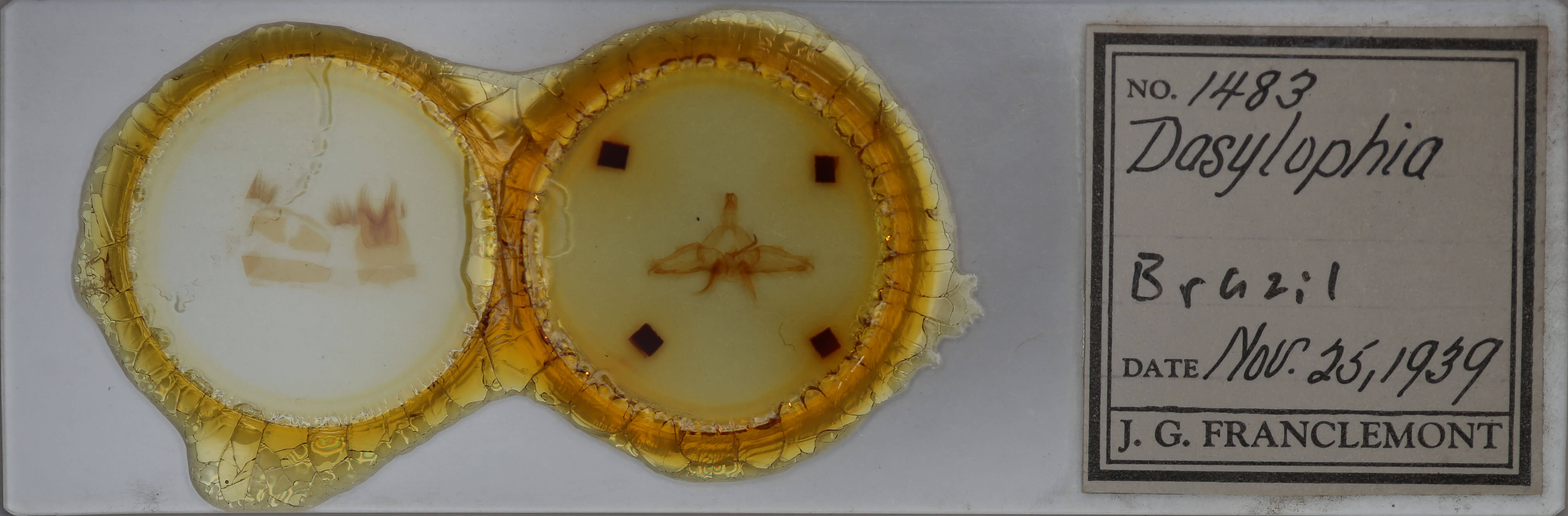 slide view of adult Dasylophia guarana