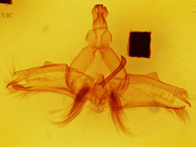 genitalia view of adult Dasylophia guarana