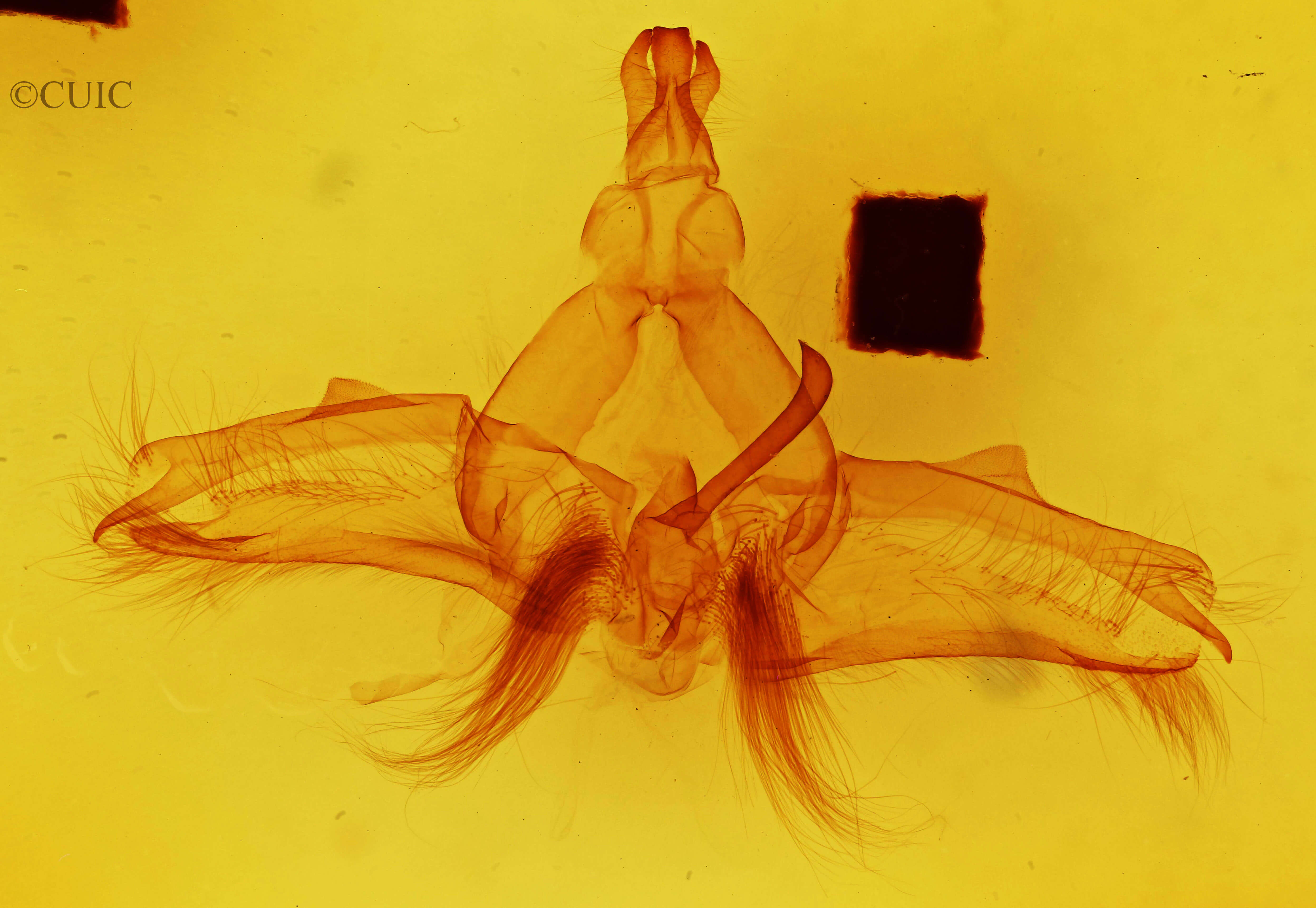 genitalia view of adult Dasylophia guarana