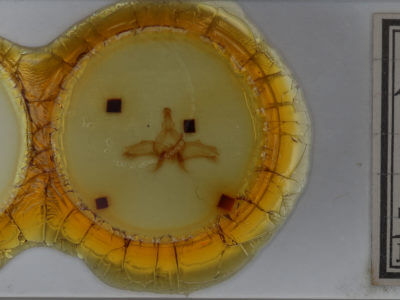 slide view of adult Dasylophia guarana