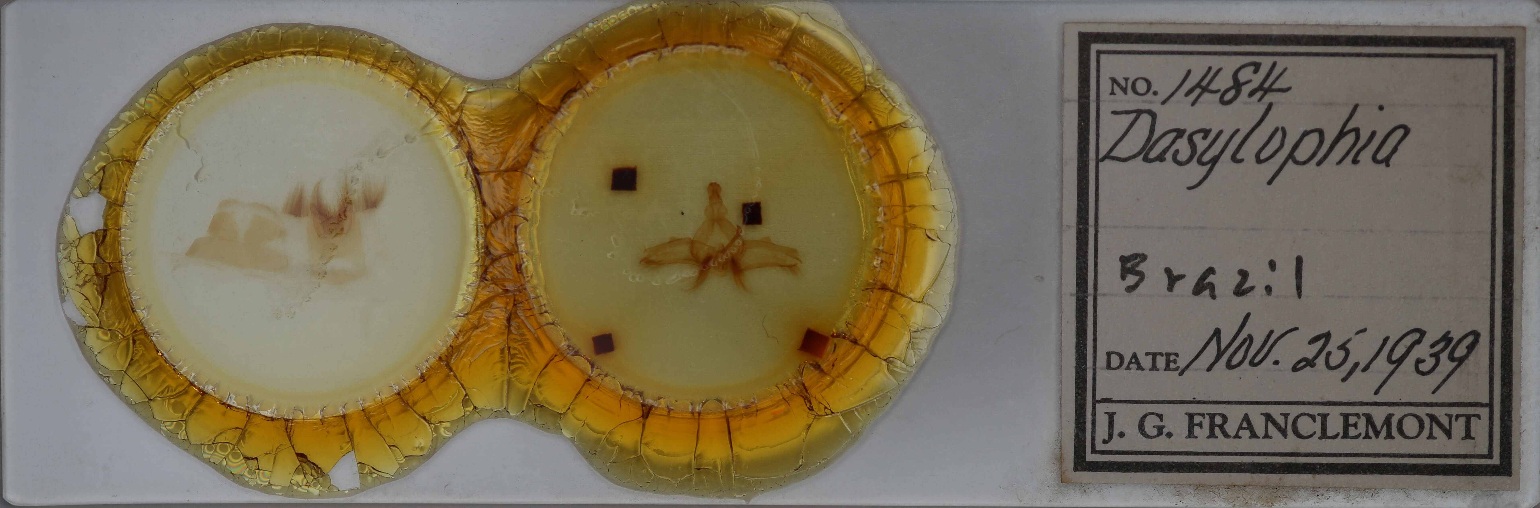 slide view of adult Dasylophia guarana