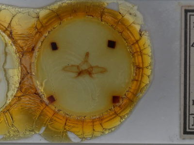 slide view of adult Dasylophia guarana