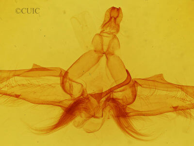 genitalia view of adult Dasylophia guarana