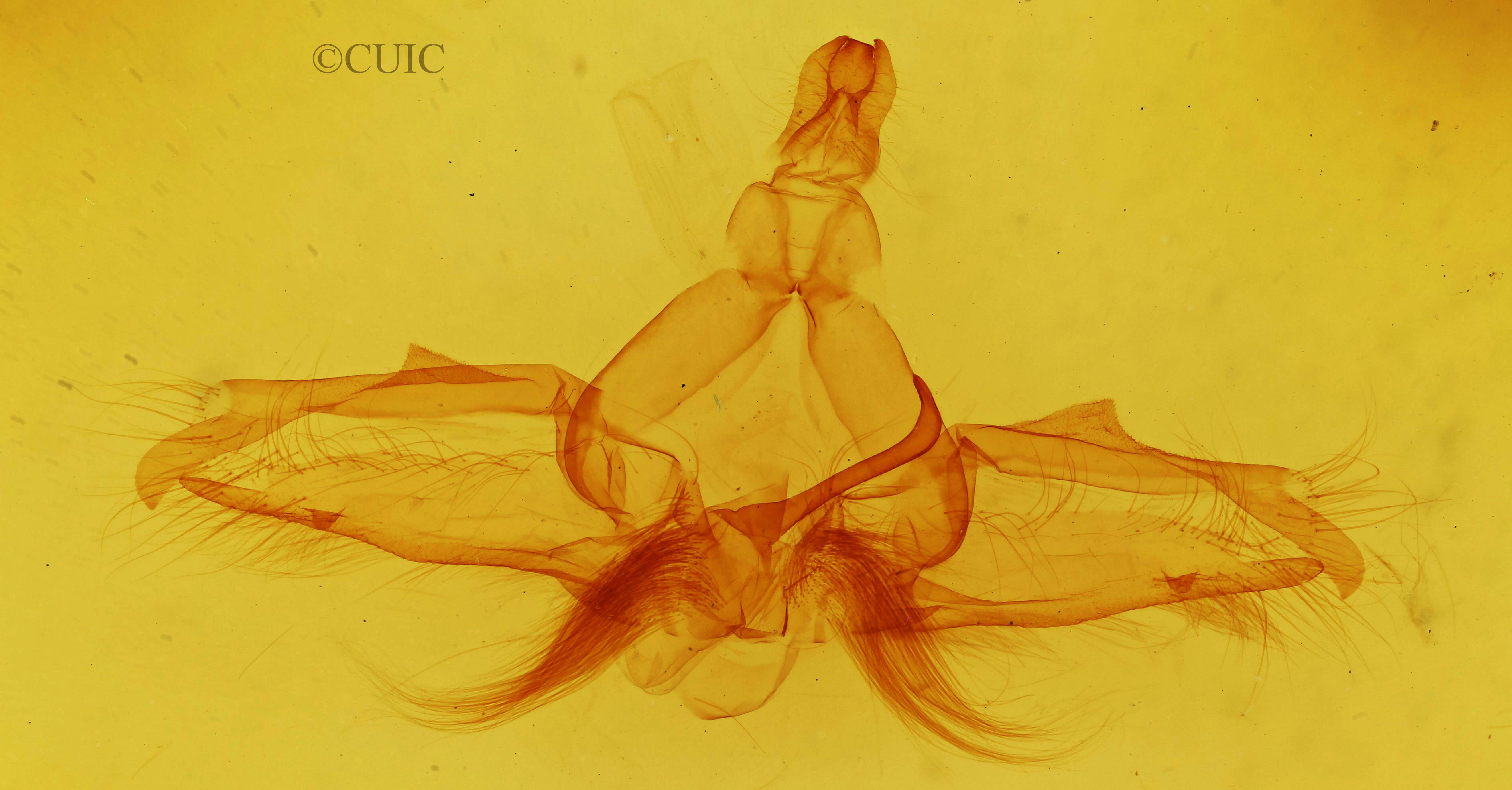 genitalia view of adult Dasylophia guarana
