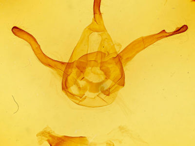 genitalia view of adult Dasylophia ligea