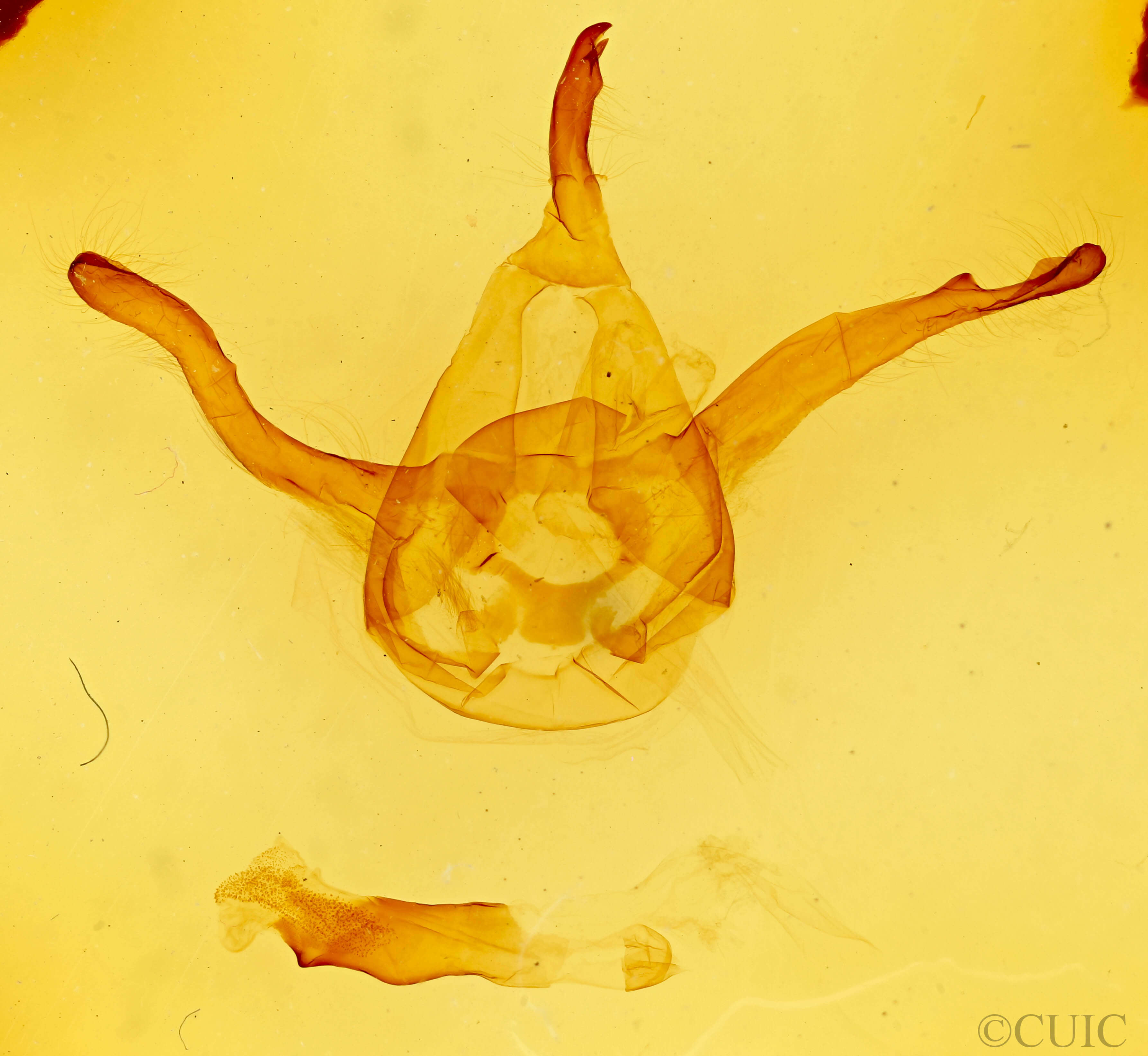 genitalia view of adult Dasylophia ligea