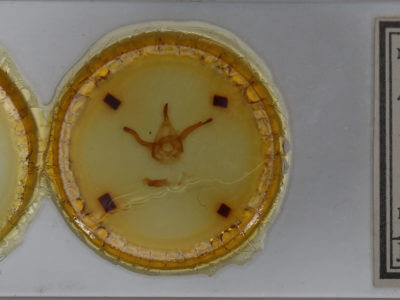 slide view of adult Dasylophia ligea