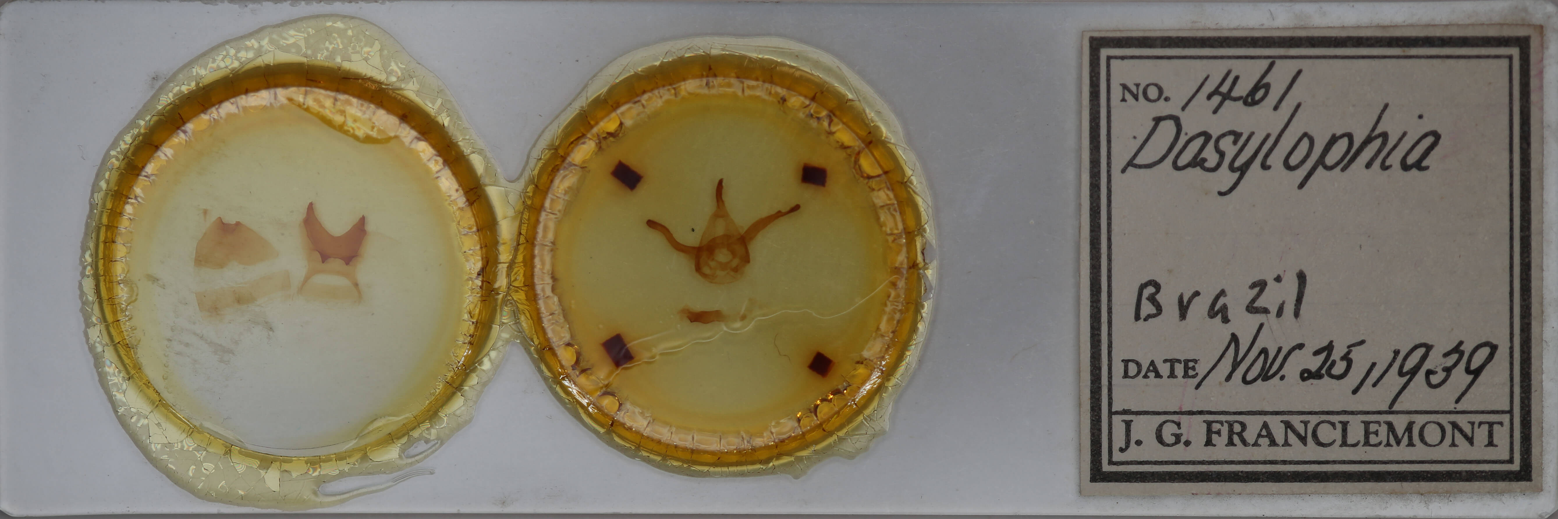 slide view of adult Dasylophia ligea