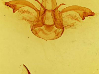 genitalia view of adult Dasylophia thyatiroides