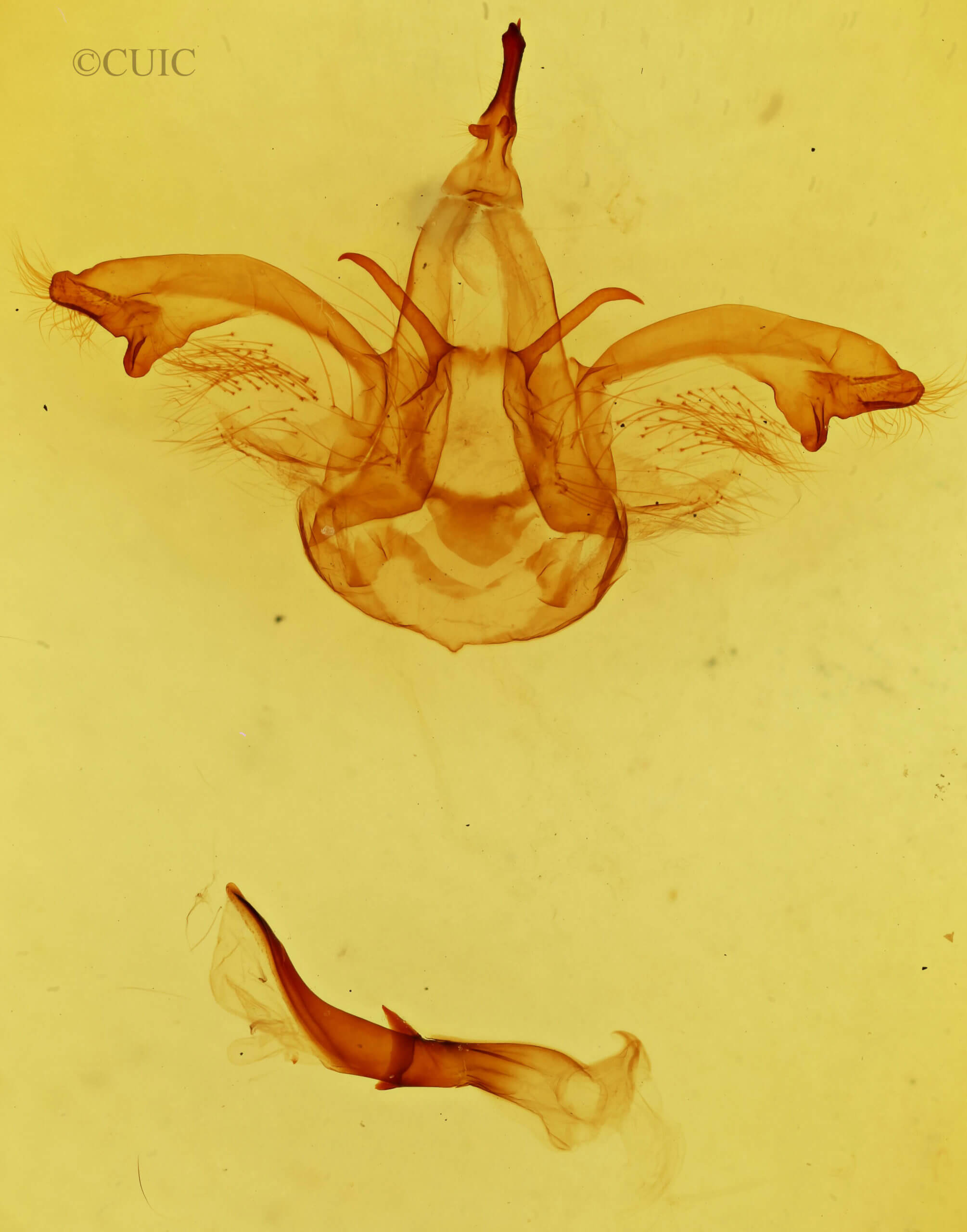genitalia view of adult Dasylophia thyatiroides