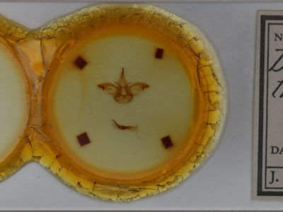 slide view of adult Dasylophia thyatiroides