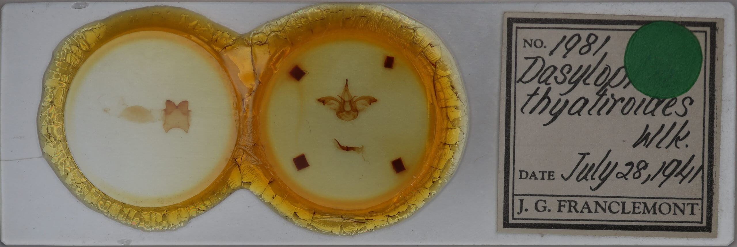 slide view of adult Dasylophia thyatiroides