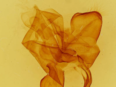 genitalia view of adult Dasylophia xylinata